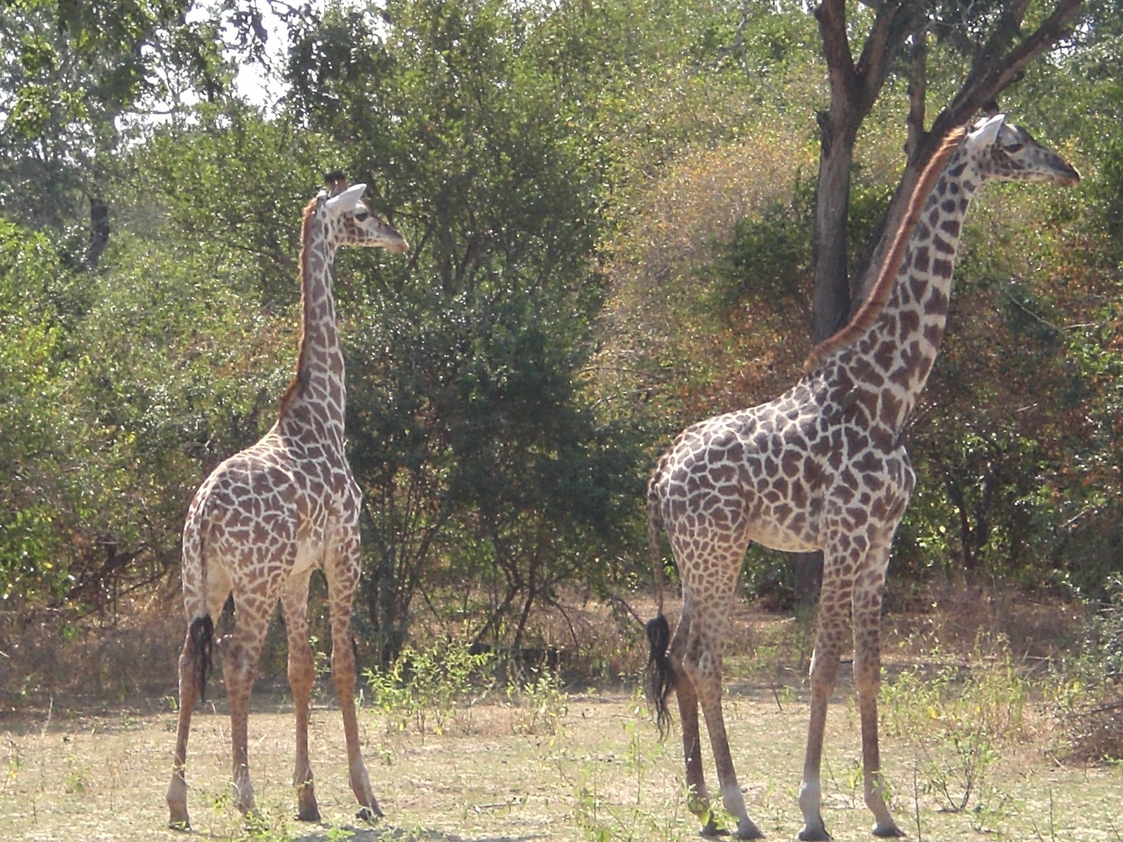 cal's giraffes